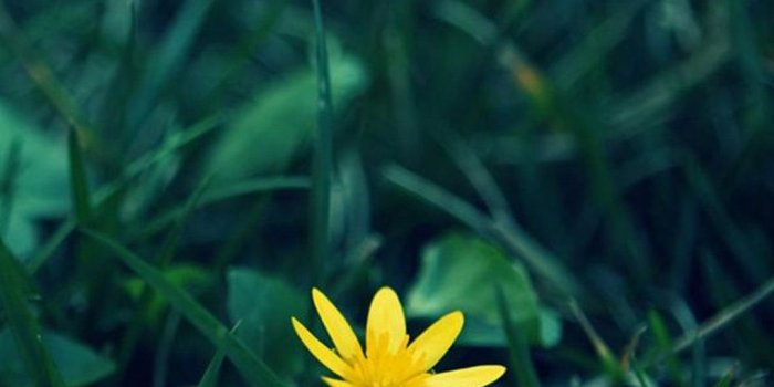 1080x1920 Nature Little Yellow Flower Green Grassland Blur Background iPhone