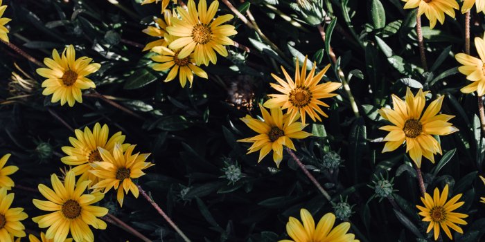 4500x3000 Yellow Flowers Aesthetic Wallpaper | Yellow art, Yellow art print