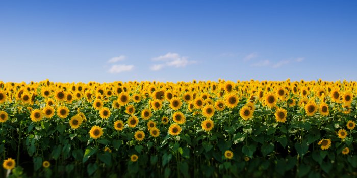 5120x2880 Sunflower Field Aesthetic Ultra HD Desktop Background Wallpaper