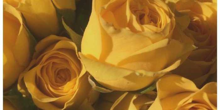 750x1334 Yellow Aesthetic Pictures posted by Ryan Thompson