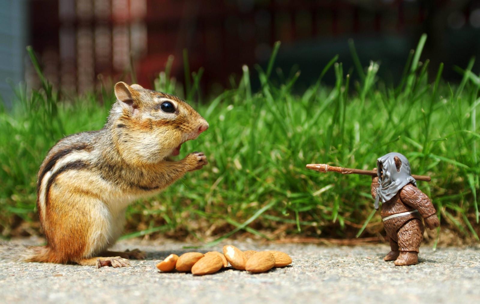 3659x2319 Funny Animals Wallpapers - Top Free Funny Animals Backgrounds