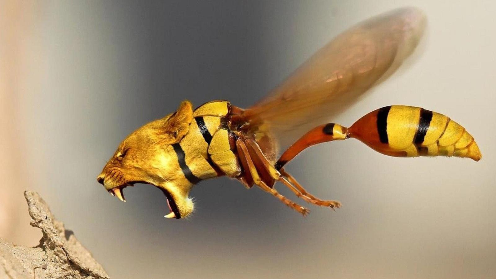 1920x1080 Theme Strange Funny Weird Crazy Absurd Type Wallpaper - Lion Wasp