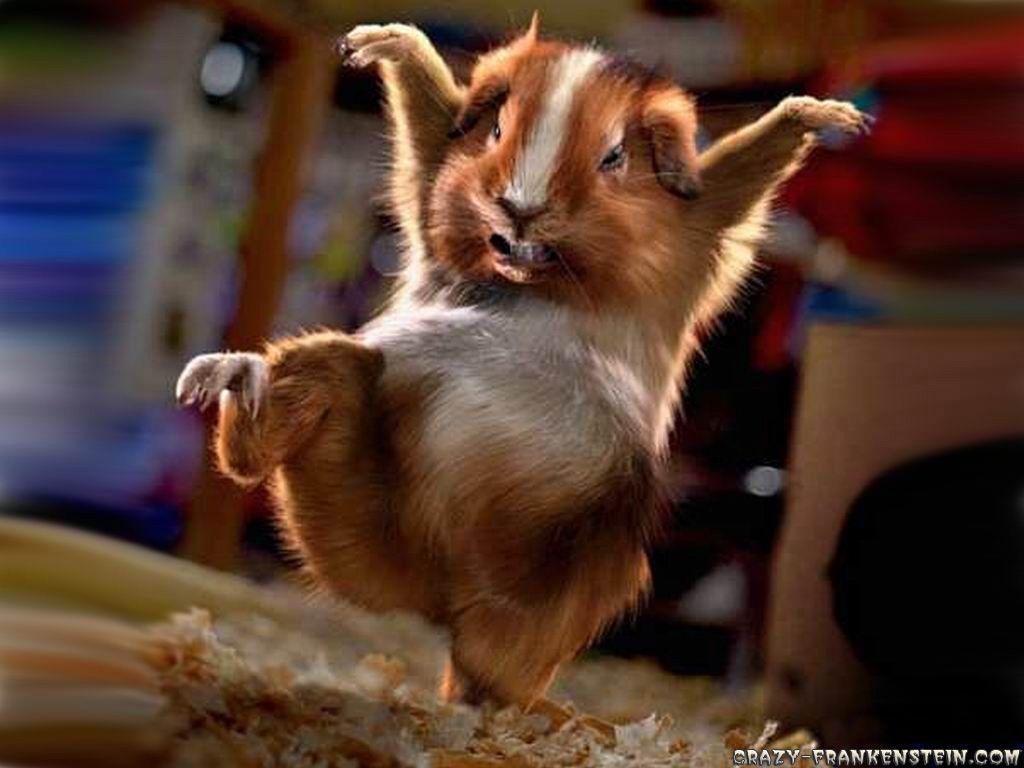 1024x768 Funny Animals Wallpapers