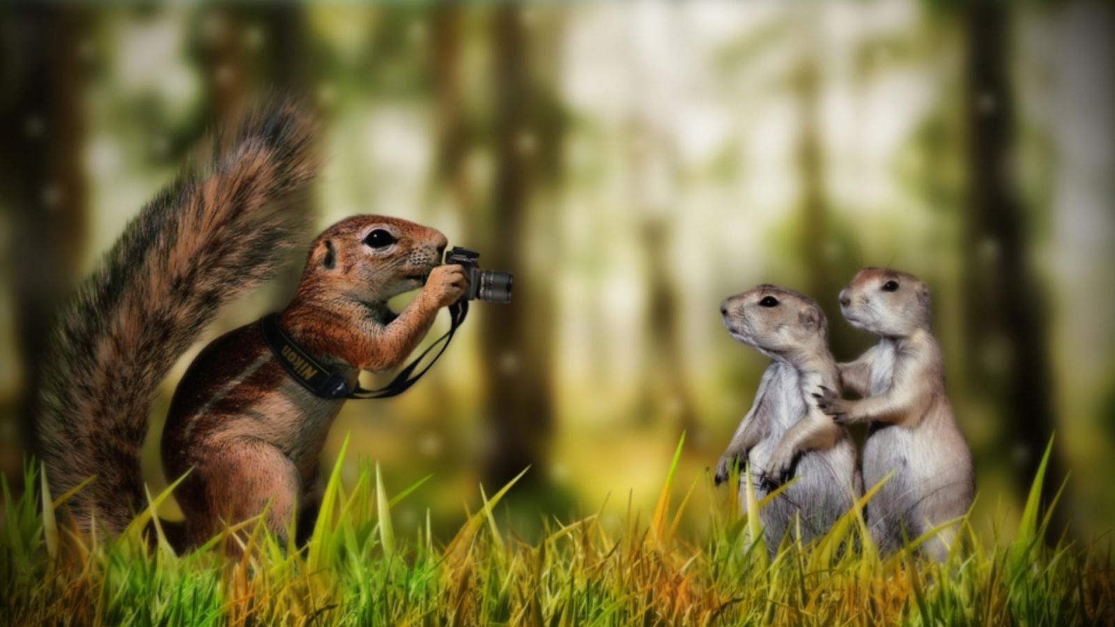 1920x1080 Funny Animals Wallpapers - Top Free Funny Animals Backgrounds