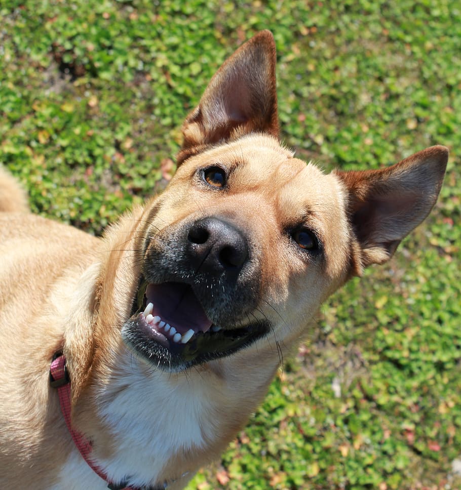 910x968 HD wallpaper: dog, crazy, animal, friendly, laugh, pets, one