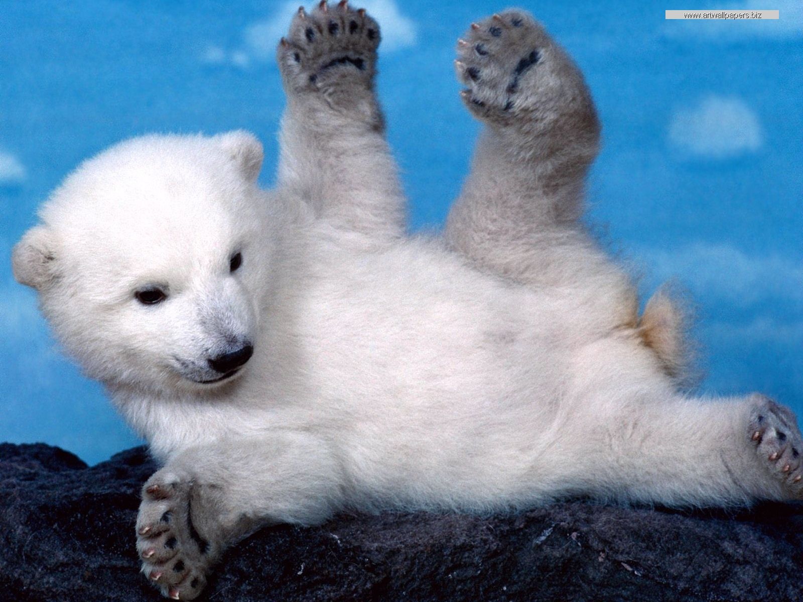 1600x1200 Free download Wild Animals Wallpapers Wild Animals Desktop