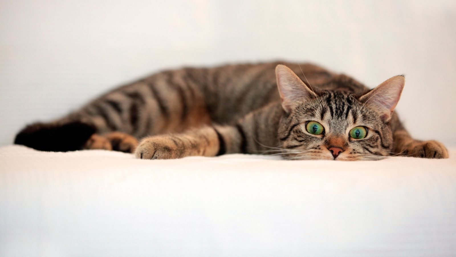 1600x900 Crazy Tabby - Animals Wallpaper (39057470) - Fanpop