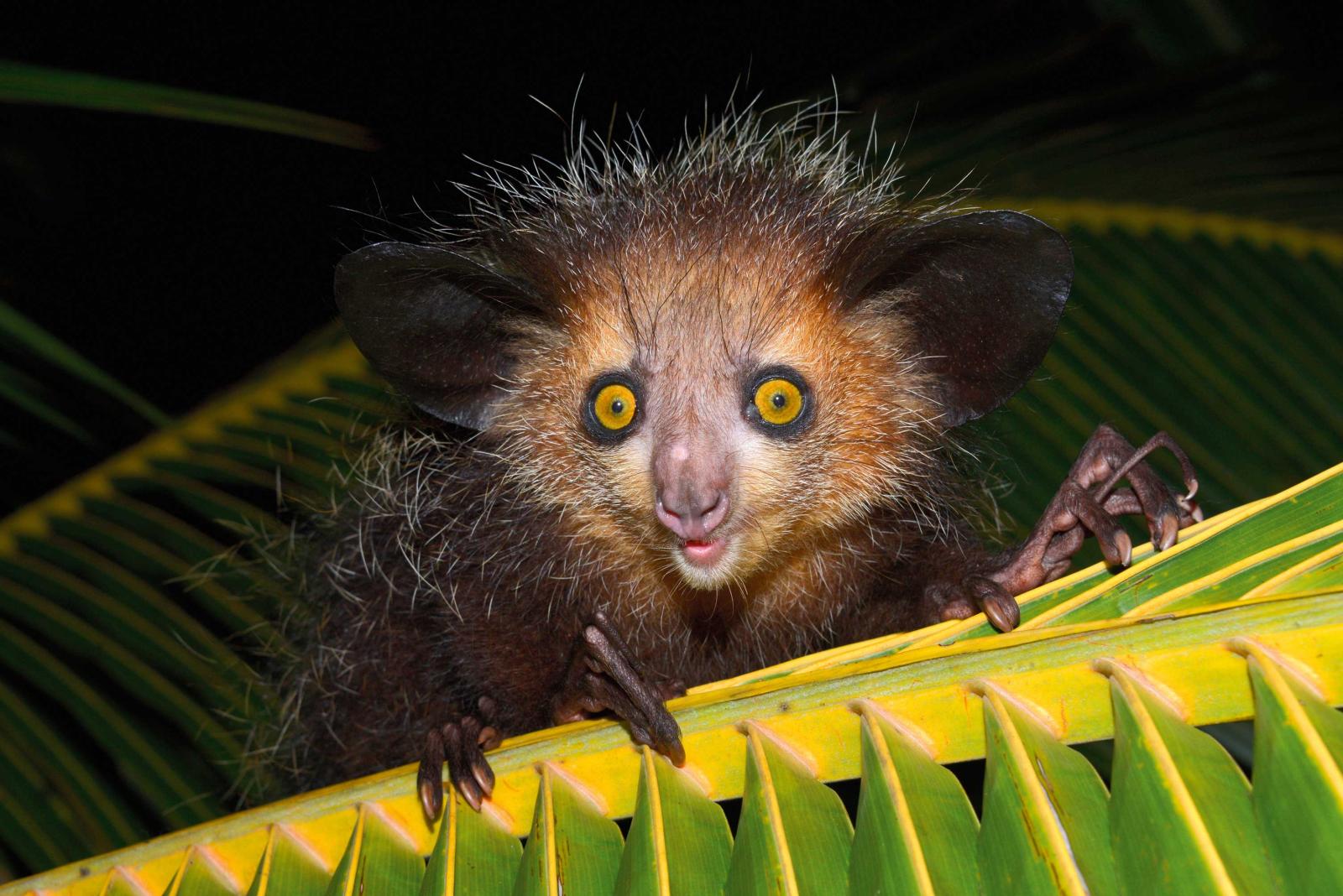 3008x2008 Evolution FTW! The Weird Stuff Animals Do to Survive | WIRED