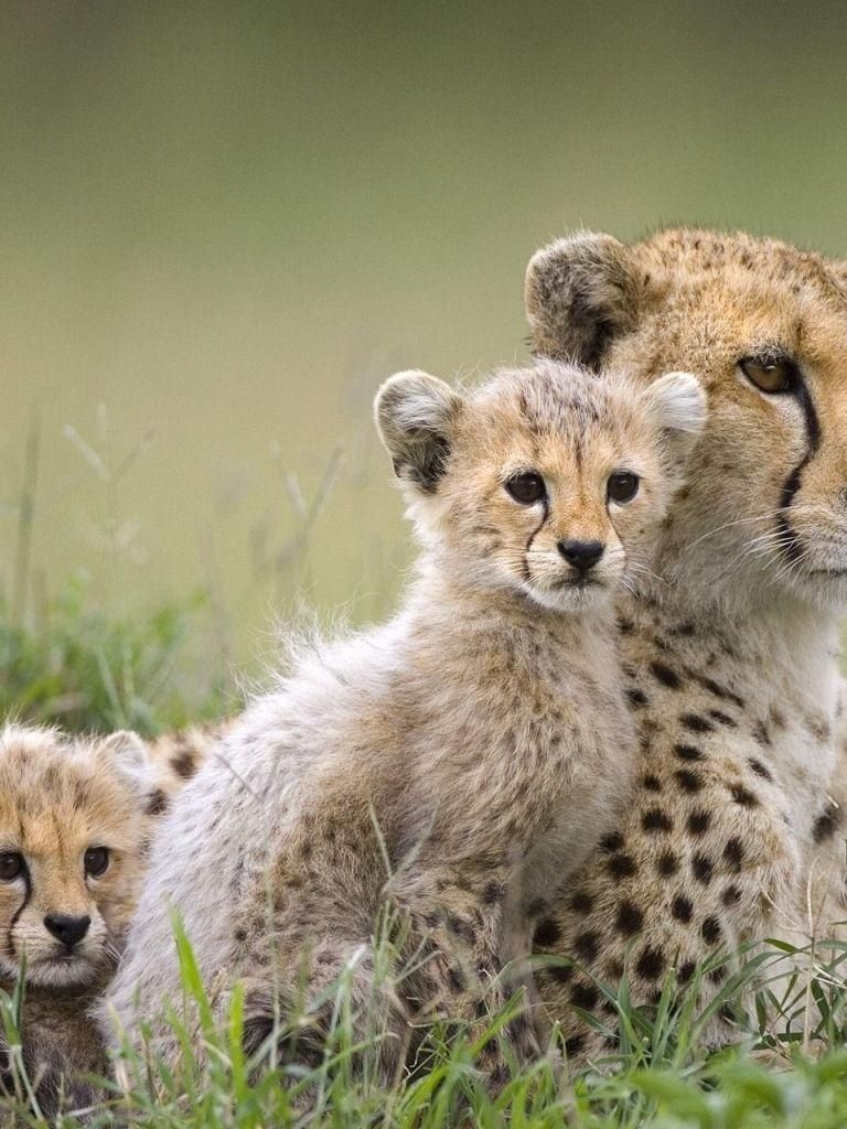 768x1024 Free download Images Online wild animal wallpapers [1280x1024] for