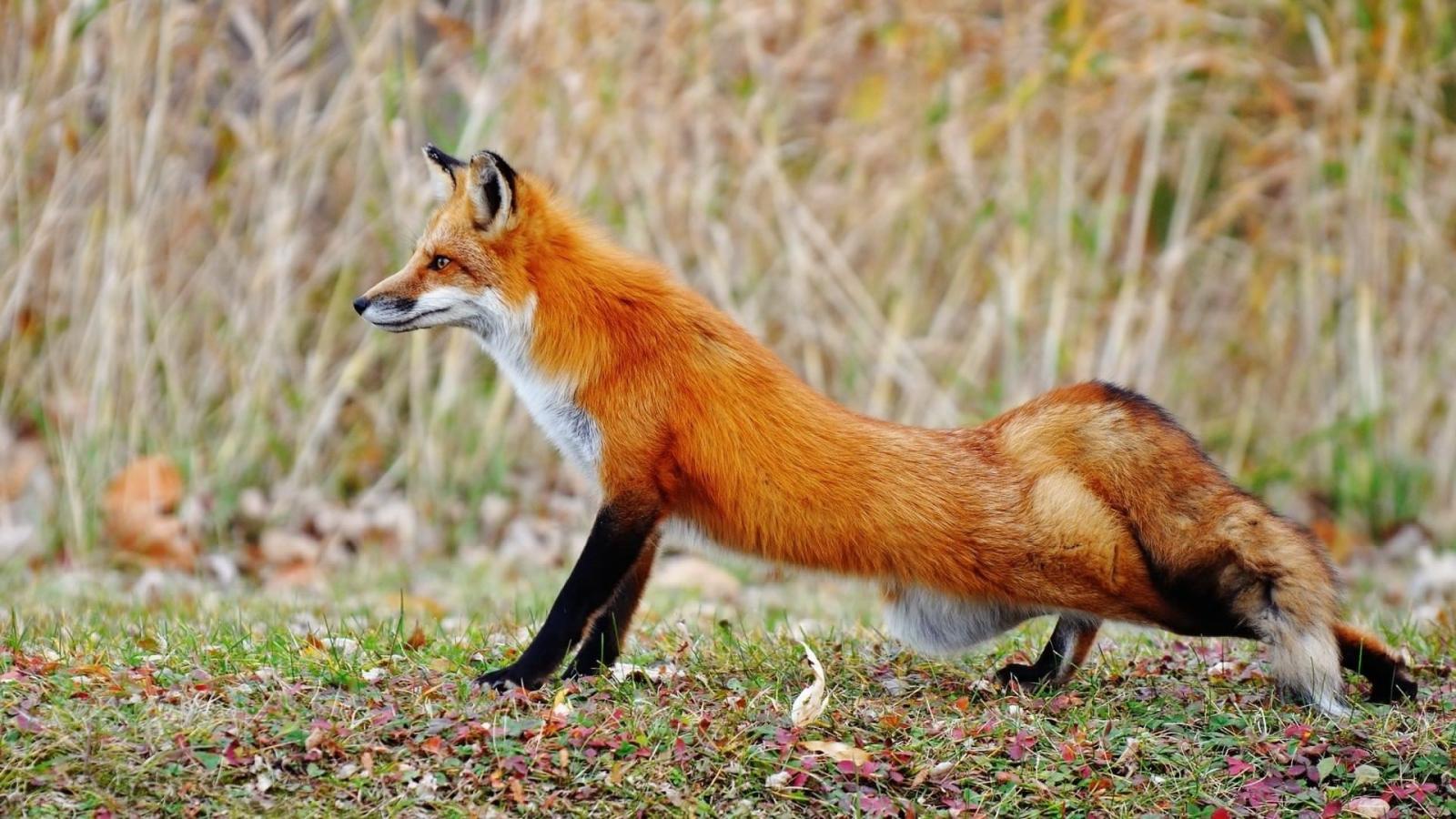 1920x1080 Foxes wallpaper | Pet fox, Fox, Animal wallpaper