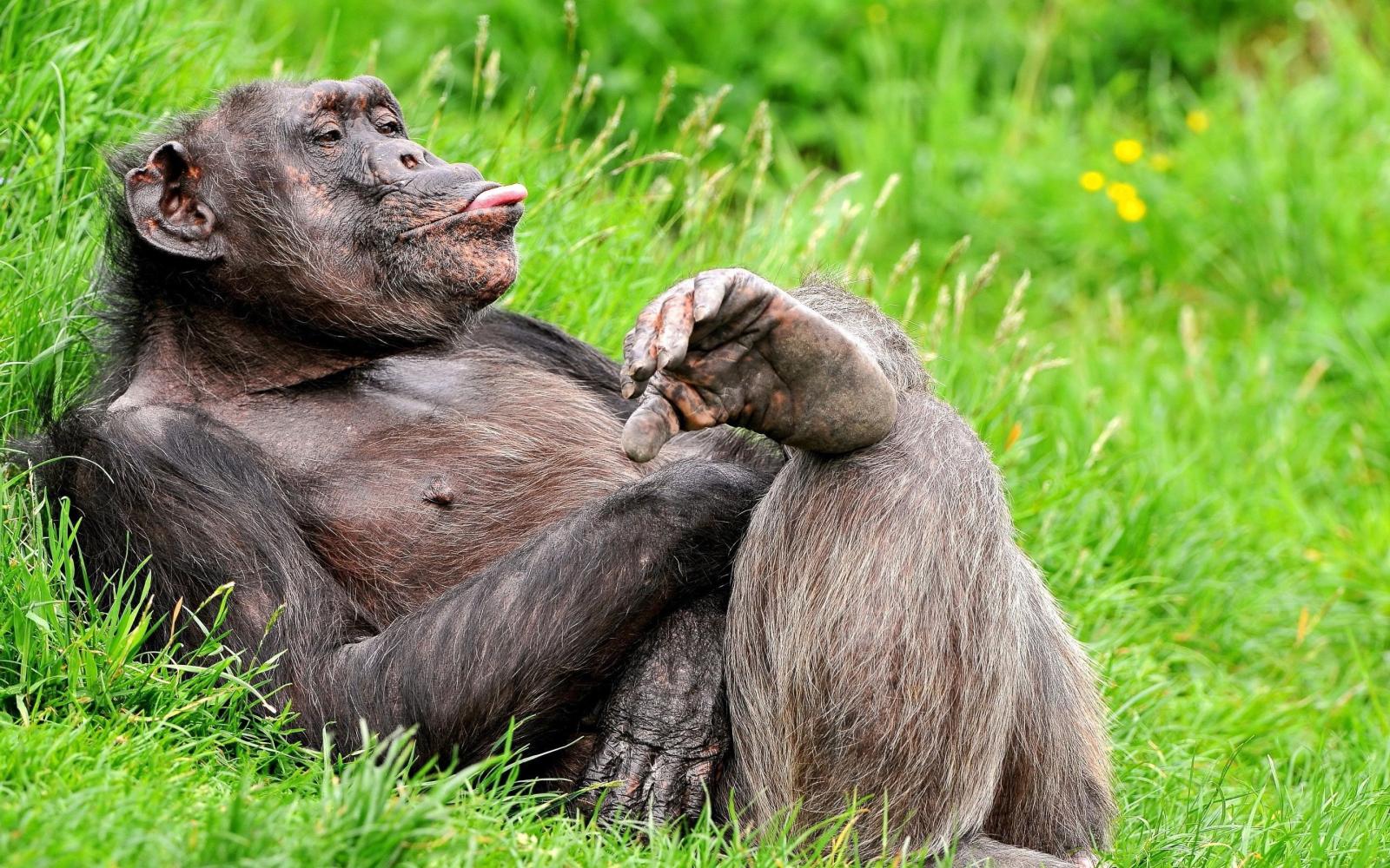 2880x1800 Crazy Wild Wallpaper (60+ images)