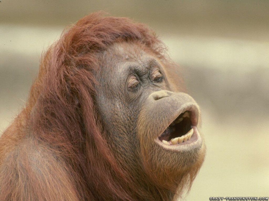 1024x768 Funny animal wallpapers - page 3 - Crazy Frankenstein