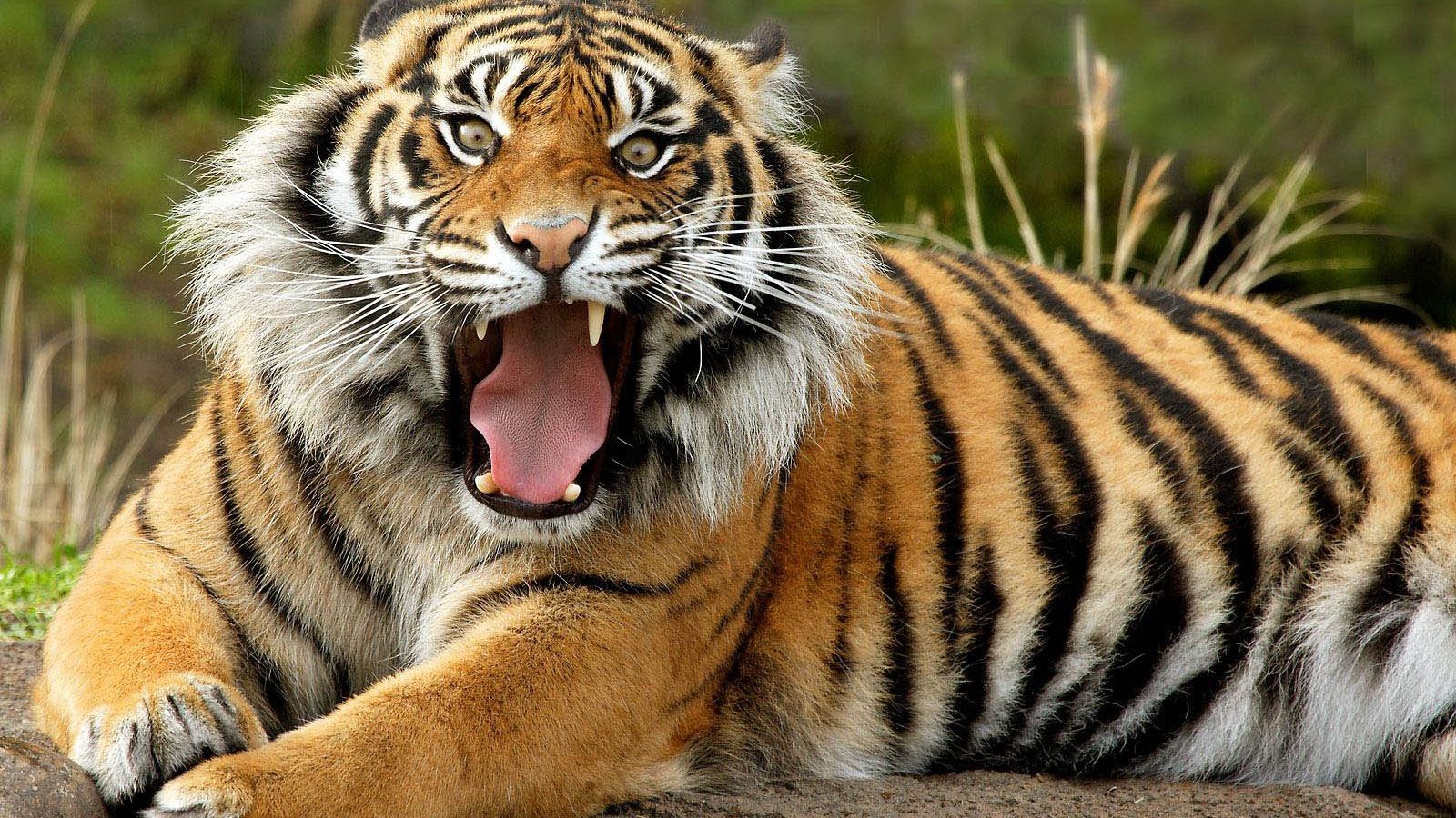 1600x900 Free download wild animal wallpapers My HD Animals [1600x1200] for