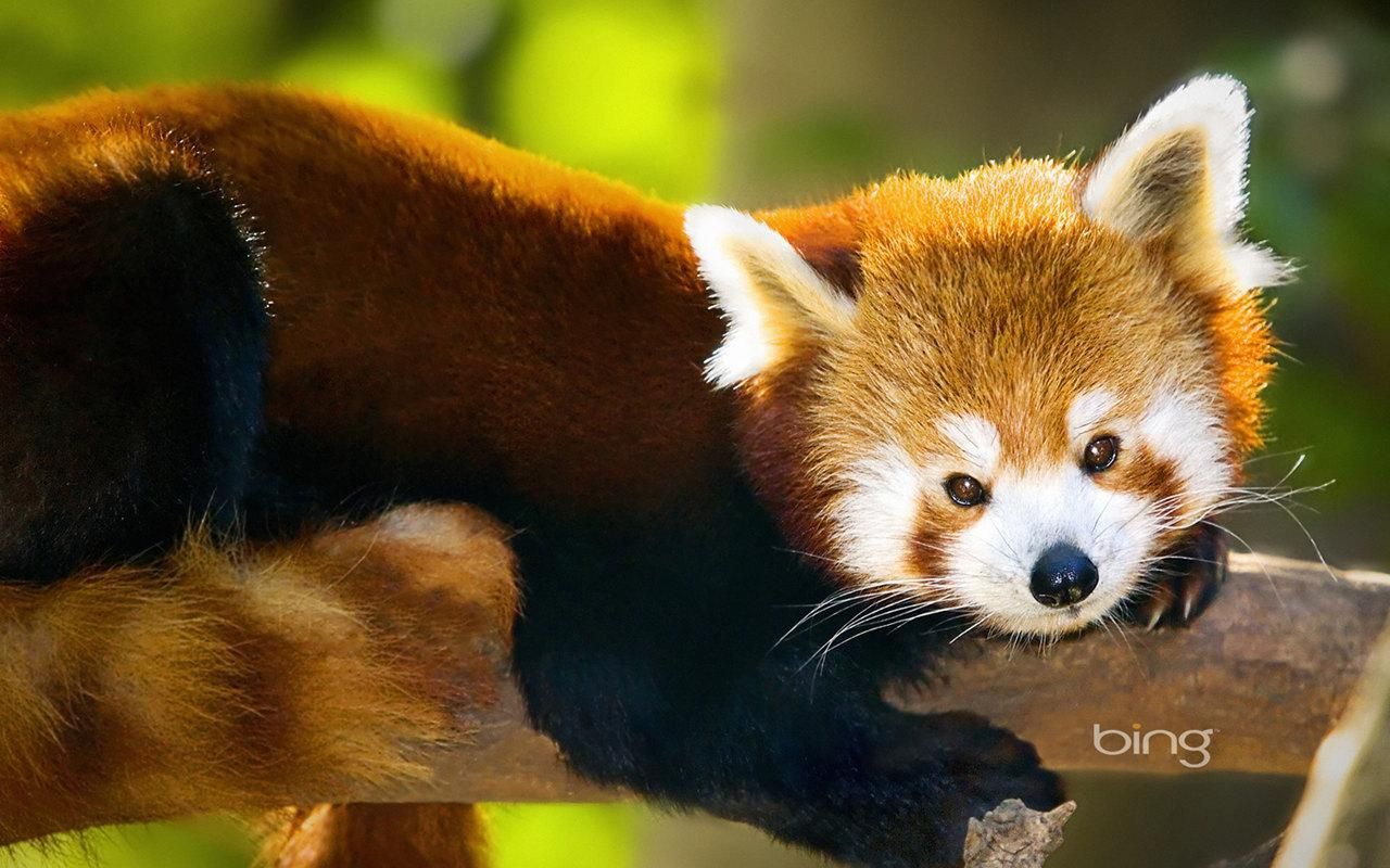 1280x800 animal wallpaper | Animals, Red panda, Animals images
