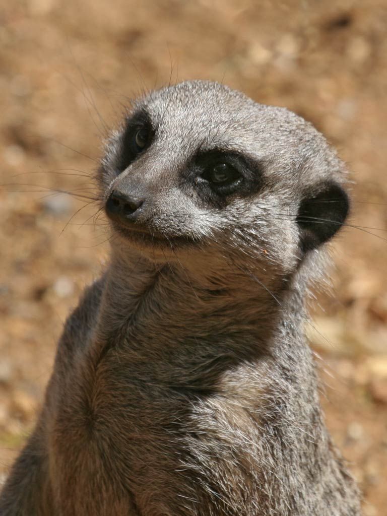 768x1024 Free download wild animals wallpapers My HD Animals [1280x1024