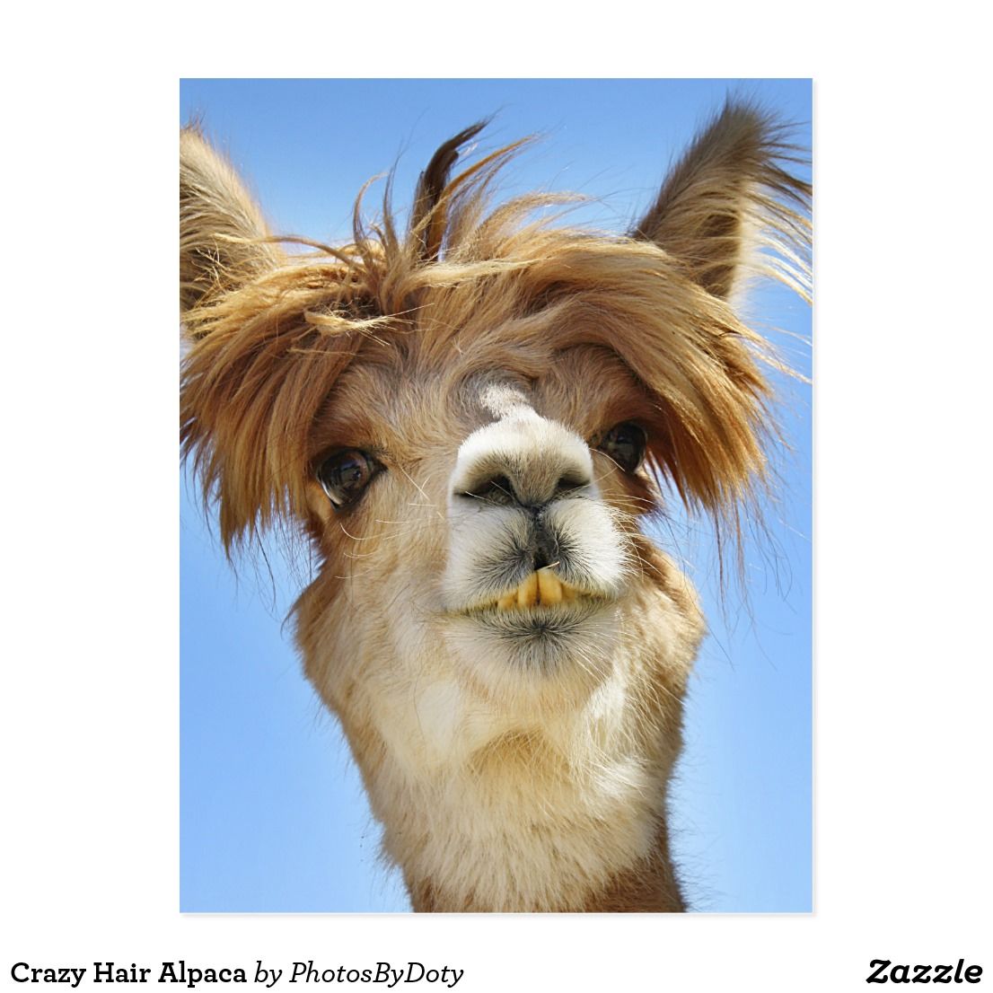 1106x1106 Crazy Hair Alpaca Postcard | Zazzle.com | Crazy hair, Animal