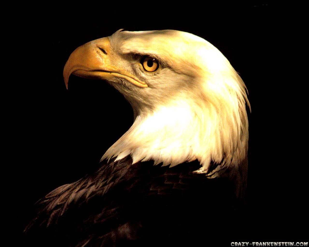 1280x1024 Animal Eagle Crazy Frankenstein 86585 Wallpaper wallpaper