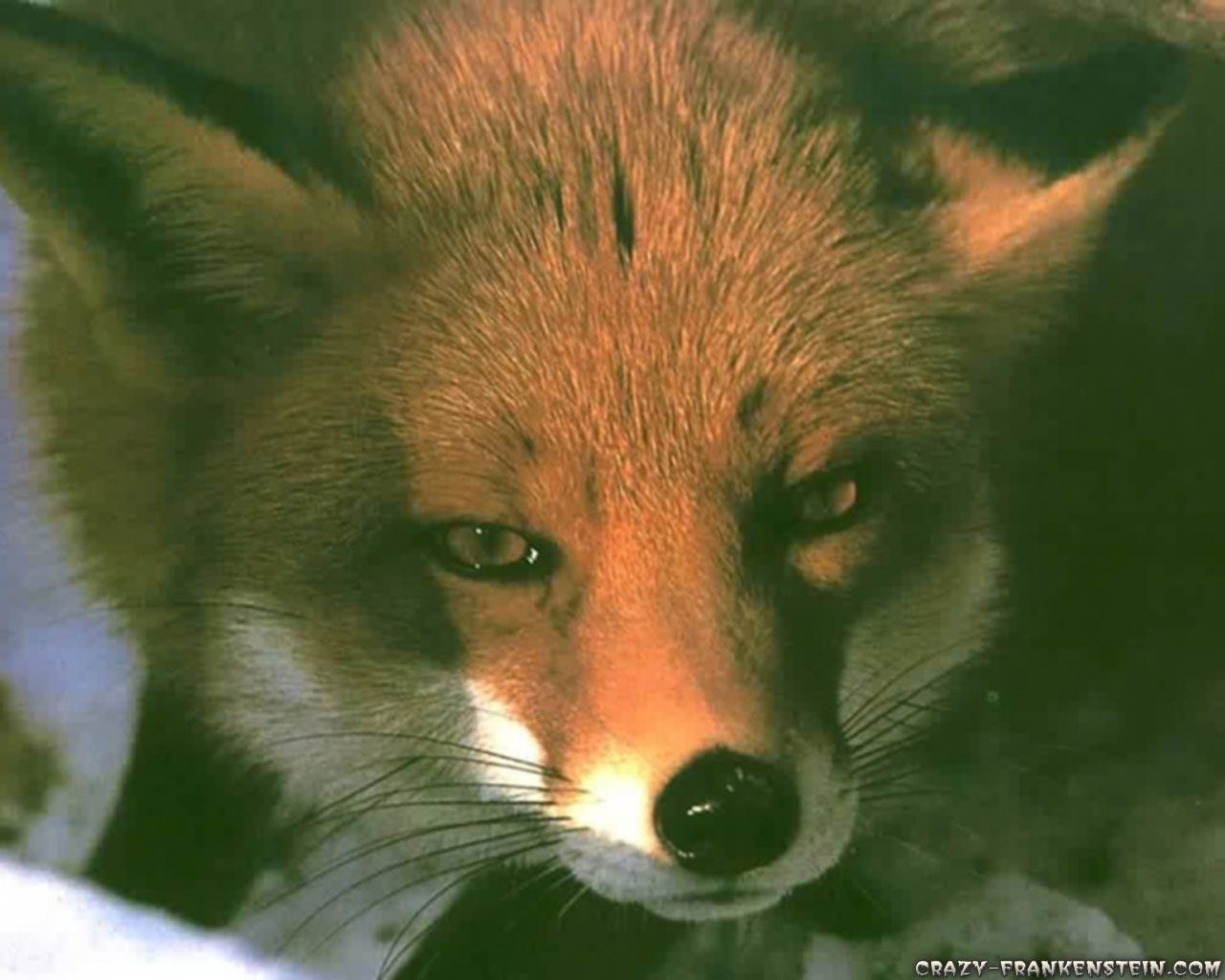 1280x1024 Animal Fox Page Crazy Frankenstein 166231 Wallpaper wallpaper