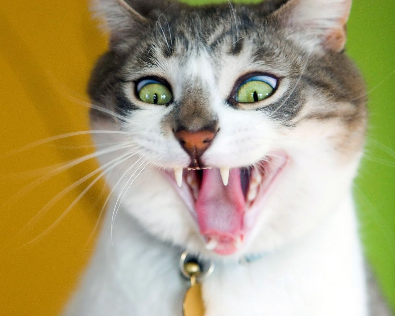 1280x1024 Crazy Cat wallpaper | 1280x1024 | #84595