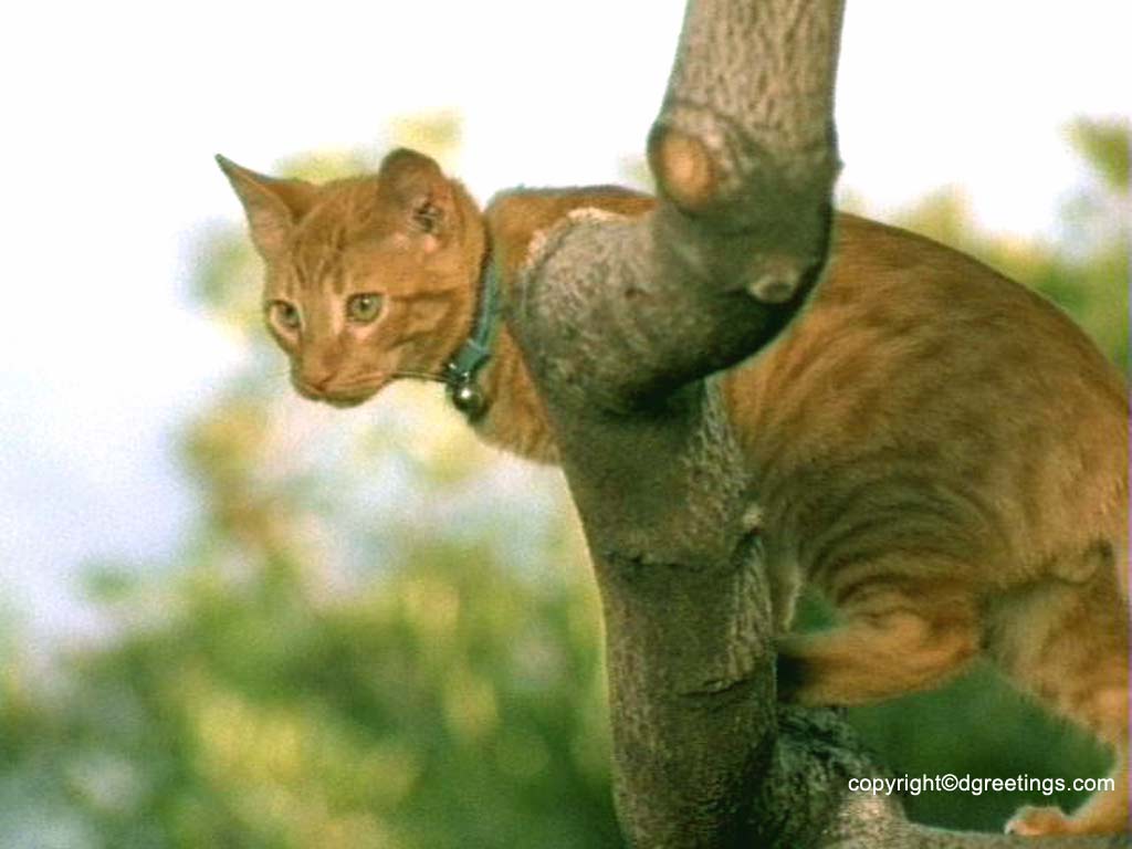 1024x768 Animals wallpapers, wallpapers for animals-Dgreetings.com.