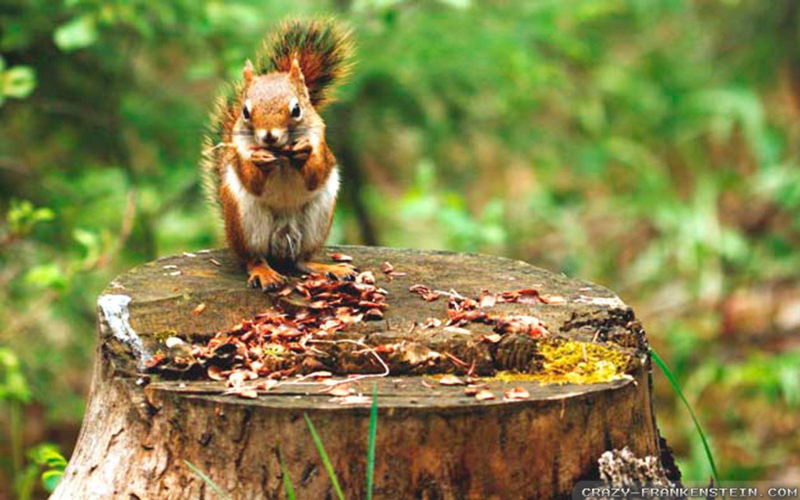 1920x1200 Animal Wallpapers For Mac