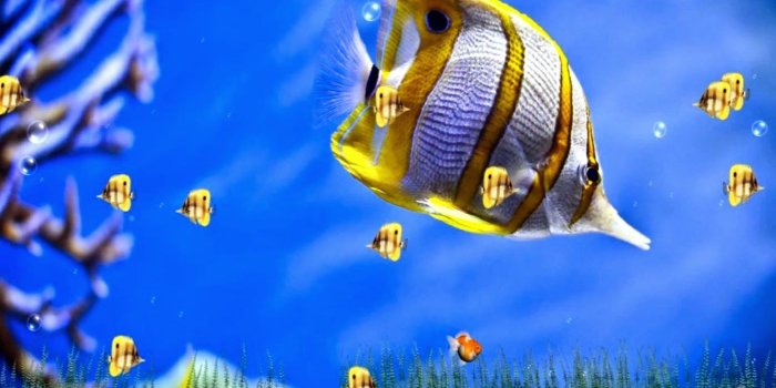 1397x902 Image result for download screensaver live for computer | Live