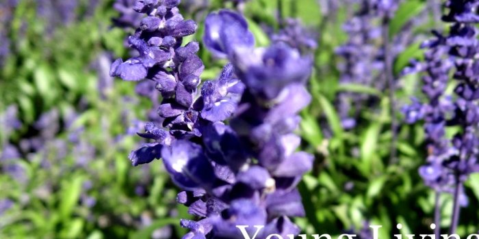 1280x1024 1280x1024 Young Living desktop PC and Mac wallpaper