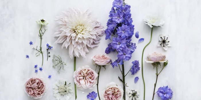 1600x1043 Summer Flowers Phone and Desktop Wallpapers | a conversation