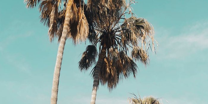 910x1274 HD wallpaper: united states, los angeles, venice beach, la