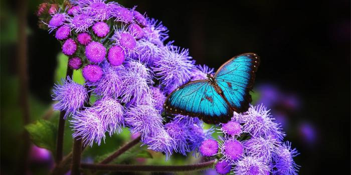 1920x1200 Teal butterfly and purple cluster petal flowers, butterfly HD