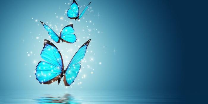 1920x1200 Blue Butterfly Wallpaper Background (63+ images)