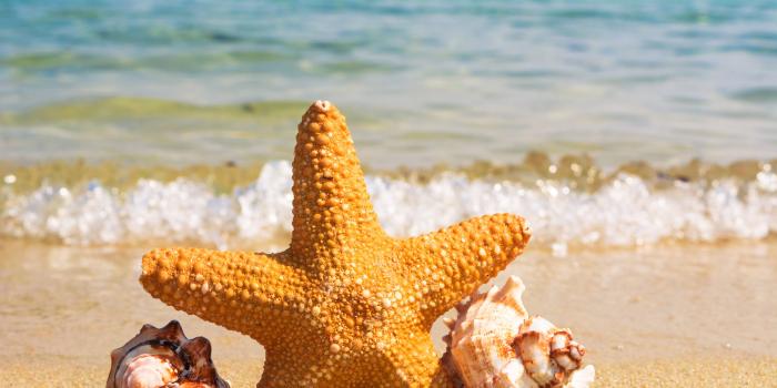 6000x4000 Starfish between seashells near beach HD wallpaper | Wallpaper Flare