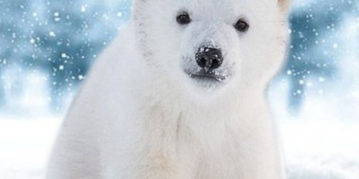 720x1280 Polar Bears Wallpapers - Top Free Polar Bears Backgrounds