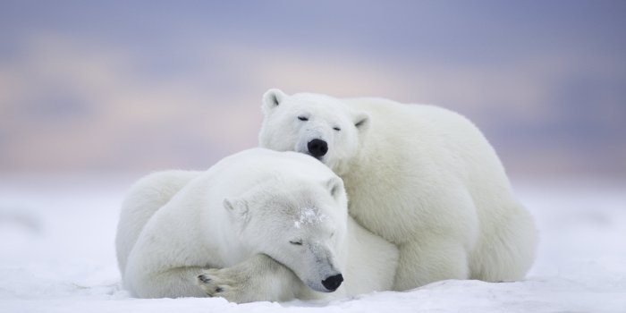 3840x2160 Polar Bears Wallpapers - Top Free Polar Bears Backgrounds
