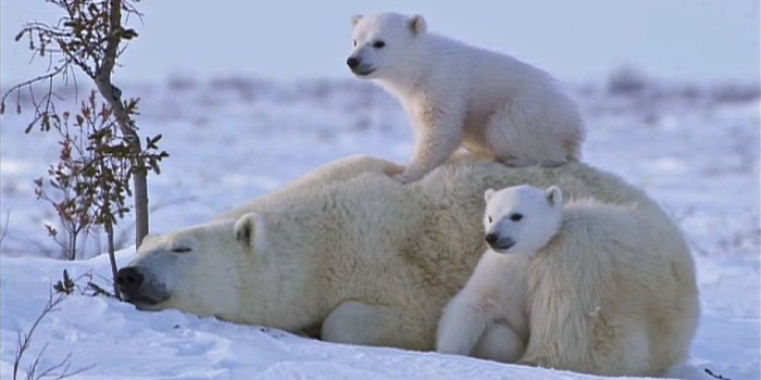 1920x1080 Baby Polar Bear Wallpaper ·① WallpaperTag