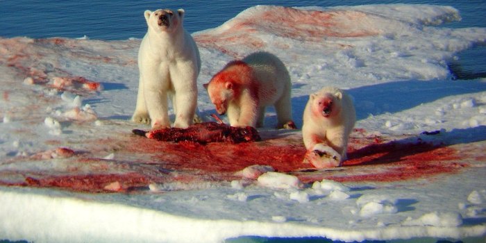 1280x960 polar bears. : wallpapers