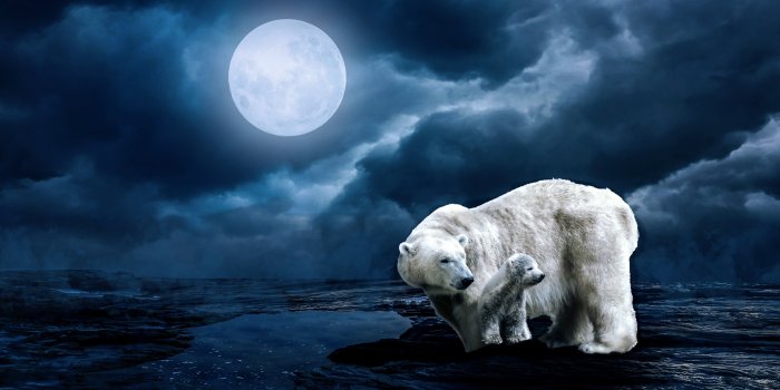 6000x4000 Polar bears, Full moon, HD, 5K HD wallpaper | Wallpaper Flare
