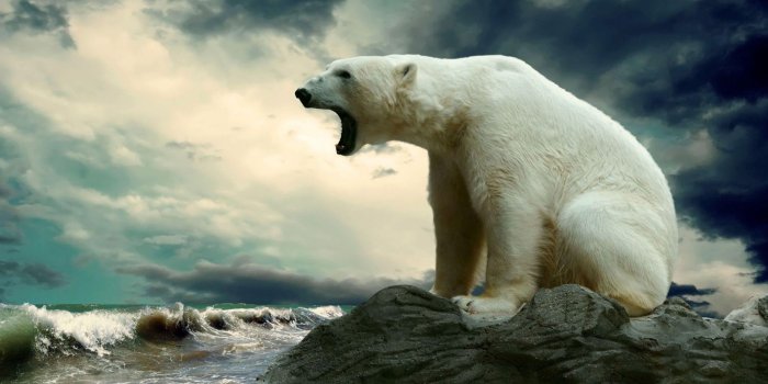 2880x1800 Polar bear near ocean HD wallpaper | Wallpaper Flare