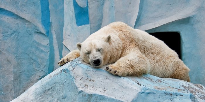 1920x1080 Hd Polar Bear, Hd Wallpapers & backgrounds Download - Elsetge #2342441