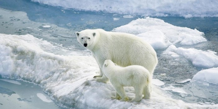 1920x1080 Two polar bears on iceberg HD wallpaper | Wallpaper Flare
