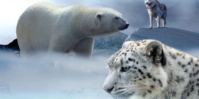 3160x1991 Polar Bear, Wolf, and white Tiger HD wallpaper | Wallpaper Flare