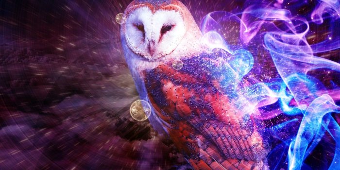 1920x1200 Barn owl with purple, blue, and pink flamed as background photo HD