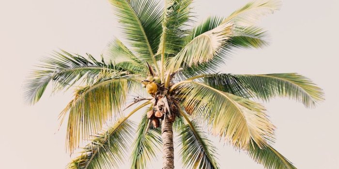 1000x1500 20+ Palm Tree Pictures [HD] | Download Free Images on Unsplash