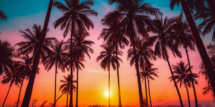 2000x1200 California Sunset Palm Trees Wallpaper Art Mural | Marmalade Art