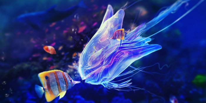 2560x1600 Marine Biology Wallpapers - Top Free Marine Biology Backgrounds -  WallpaperAccess