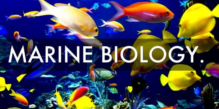 1024x768 33+] Marine Biology Wallpaper on WallpaperSafari