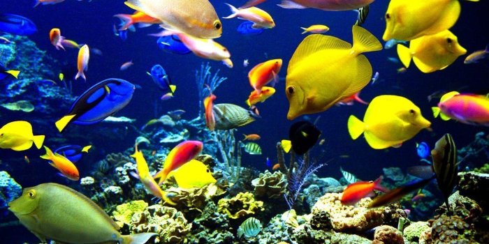 1440x900 Ocean Life Wallpapers