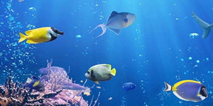 750x1334 Underwater life wallpaper for your iPhone XR from Everpix | Sea