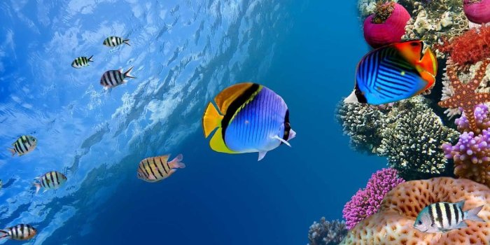 1280x800 Marine Life Wallpapers - Top Free Marine Life Backgrounds