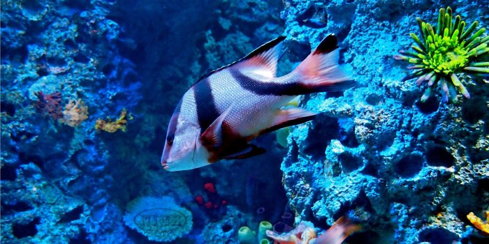 2873x1700 HD Ocean Sea Life Wallpapers (47+ images)